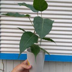 レア❗️インドボダイジュ 縁起がよい植物白い鉢付き