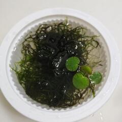ウィローモスか南米モス