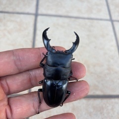 トクノシマヒラタクワガタ