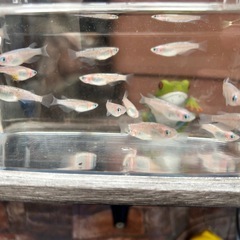 ピンクサファイア　
