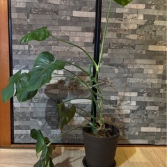お譲り先決まりました　観葉植物 モンステラ 90cmの画像
