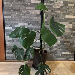 お譲り先決まりました　観葉植物 モンステラ 90cm