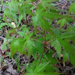 イロハモミジ幼苗（残り長いものだけです）