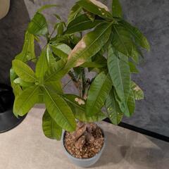 観葉植物　パキラ