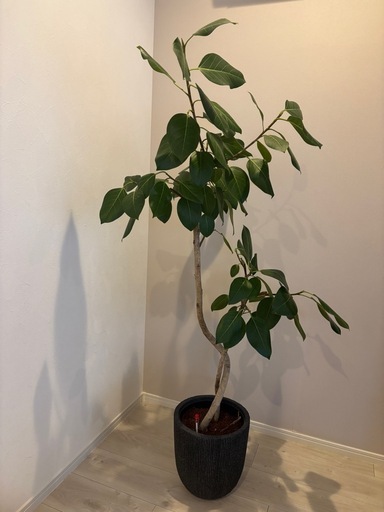 観葉植物