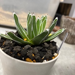 アガベ笹の雪の画像