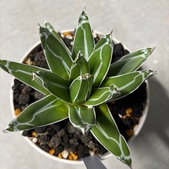 アガベ笹の雪の画像