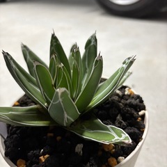 アガベ笹の雪の画像