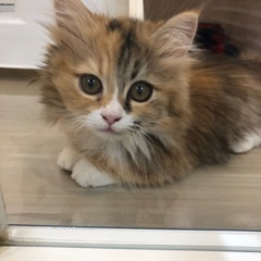 四国　猫さん好きグループ