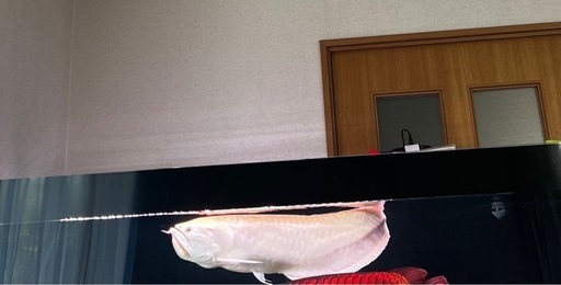 引き取り限定 静岡 アルビノシルバーアロワナ65~70±