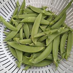スナップえんどう100g