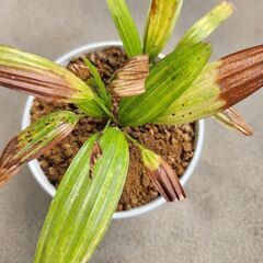 観音竹、テーブルヤシ