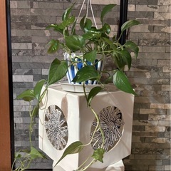 観葉植物 ポトス 45cm 差し上げますの画像