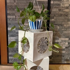 観葉植物 ポトス 45cm 差し上げます