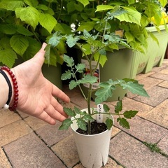 🍅チョコアイコ🍅苗🍅ミニトマト🍅1株限り‼️ これから植えるのに...
