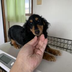 ミニチュアダックスフンド5ヶ月の女の子