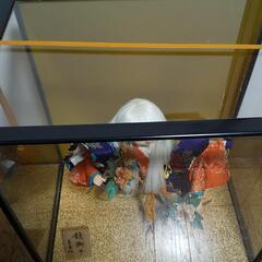 五月人形 鏡獅子の画像