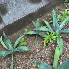 アガベ　観葉植物　の画像