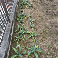 アガベ　観葉植物　