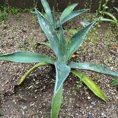アガベ　観葉植物　の画像