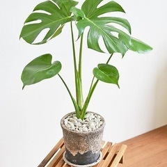 モンステラ子株（写真2枚目）