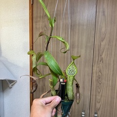 【手渡し】ウツボカズラ ルイーザ①の画像