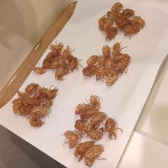 セミの抜け殻