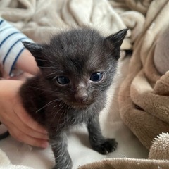 子猫