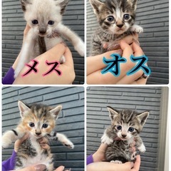 里親募集中です。※4匹です※
