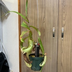 【手渡し】ウツボカズラ ルイーザ②