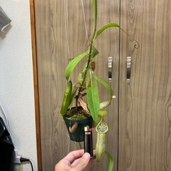 【手渡し】ウツボカズラ ルイーザ②の画像