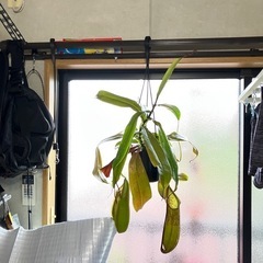 【手渡し】ウツボカズラ ルイーザ②の画像