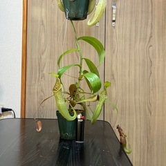【手渡し】ウツボカズラ ルイーザ③