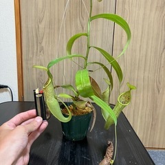 【手渡し】ウツボカズラ ルイーザ③の画像