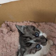 まだ産まれたばっかりの子猫ちゃん😼