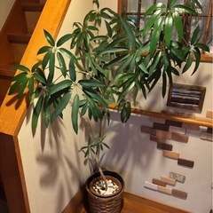観葉植物 120cm 大型