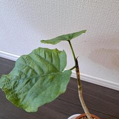 🌿フィカス ウンベラータ(曲がり)🌿 ③の画像
