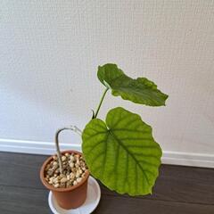 🌿フィカス ウンベラータ(曲がり)🌿 ③の画像