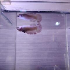熱帯魚 ハーフムーンベタ♂ 5月14日で3ヶ月