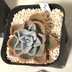 ランキングキーワードに紐づく投稿画像-多肉植物