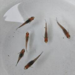 漁り火