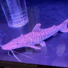 淡水エイ　ナマズ