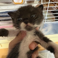 インクレディブル兄妹