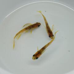 バンディットアビス　3匹 1,500円（1ペア+雄）　メダカ・改...