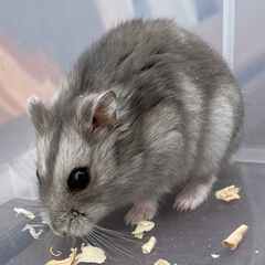 ★ ジャンガリアンハムスター キジトラ 室内 ケージ 飼い ハムスター