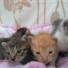 それぞれ素敵な家族に迎え入れていただきました(^-^) - 猫