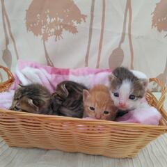 それぞれ素敵な家族に迎え入れていただきました(^-^) - 邑智郡