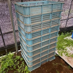 浅型コンテナ　水色　1つ200円