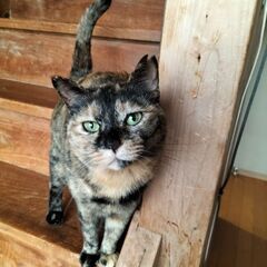 保護猫の里親募集　なだ