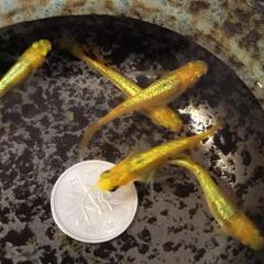 サンシャイめだか　稚魚１２匹より
